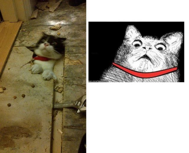 Прикольные мемы с котами (160 картинок) .