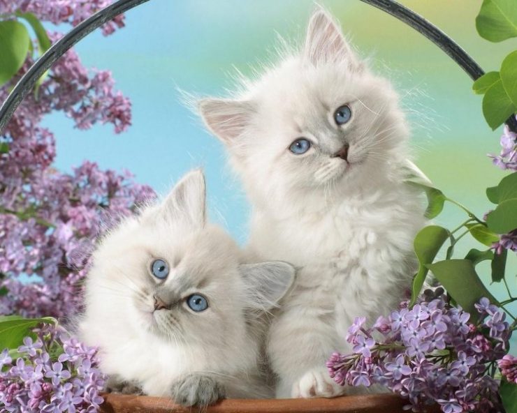 Красивые открытки с кошками. Красивые котята. Красивые кошечки. Красивые картинки. Красивые котики.