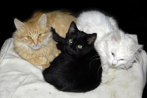 Черное трио. Черный белый рыжий. 3 Котенка белый черный и рыжий. Три котенка белый черный рыжий. Три кошки белая рыжая и черная.