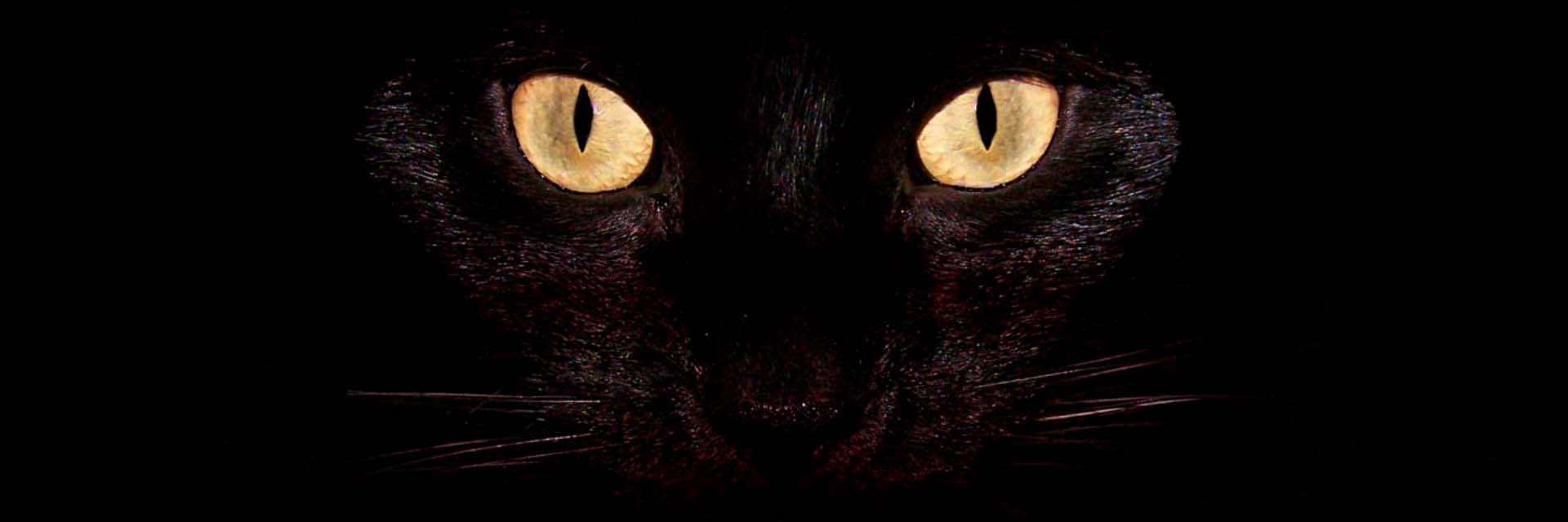 глаза черного кота 1920 640