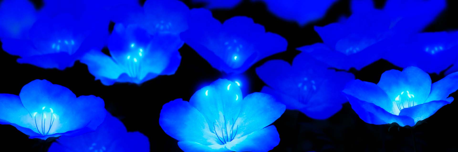 синие цветы 1920 640