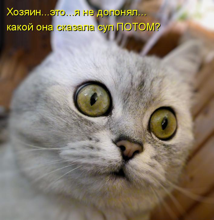 Фото котиков прикольные и смешные с надписями