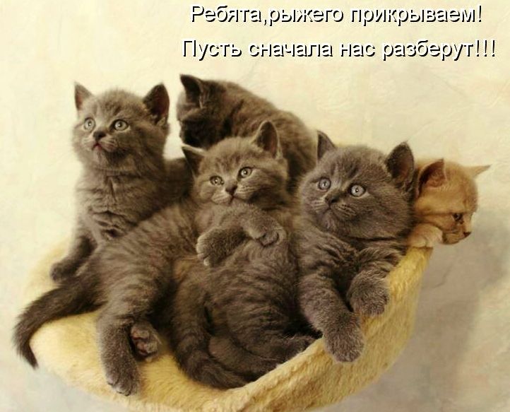 Фото котов с приколами с надписями